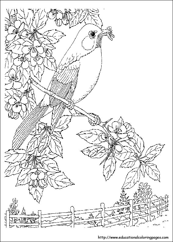 Nature coloring pages