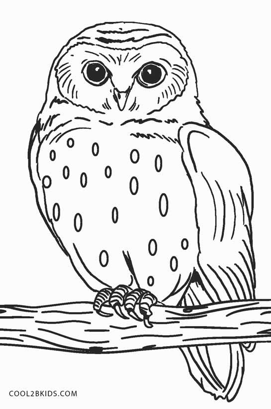 Free printable owl coloring pages for kids coolbkids owl coloring pages bird coloring pages animal coloring pages