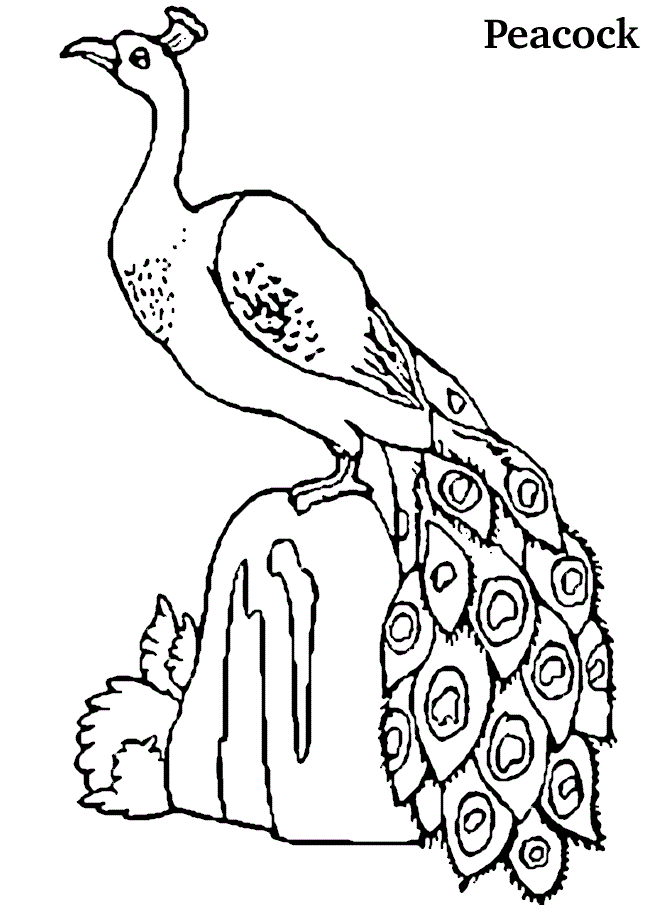 Free printable peacock coloring pages for kids