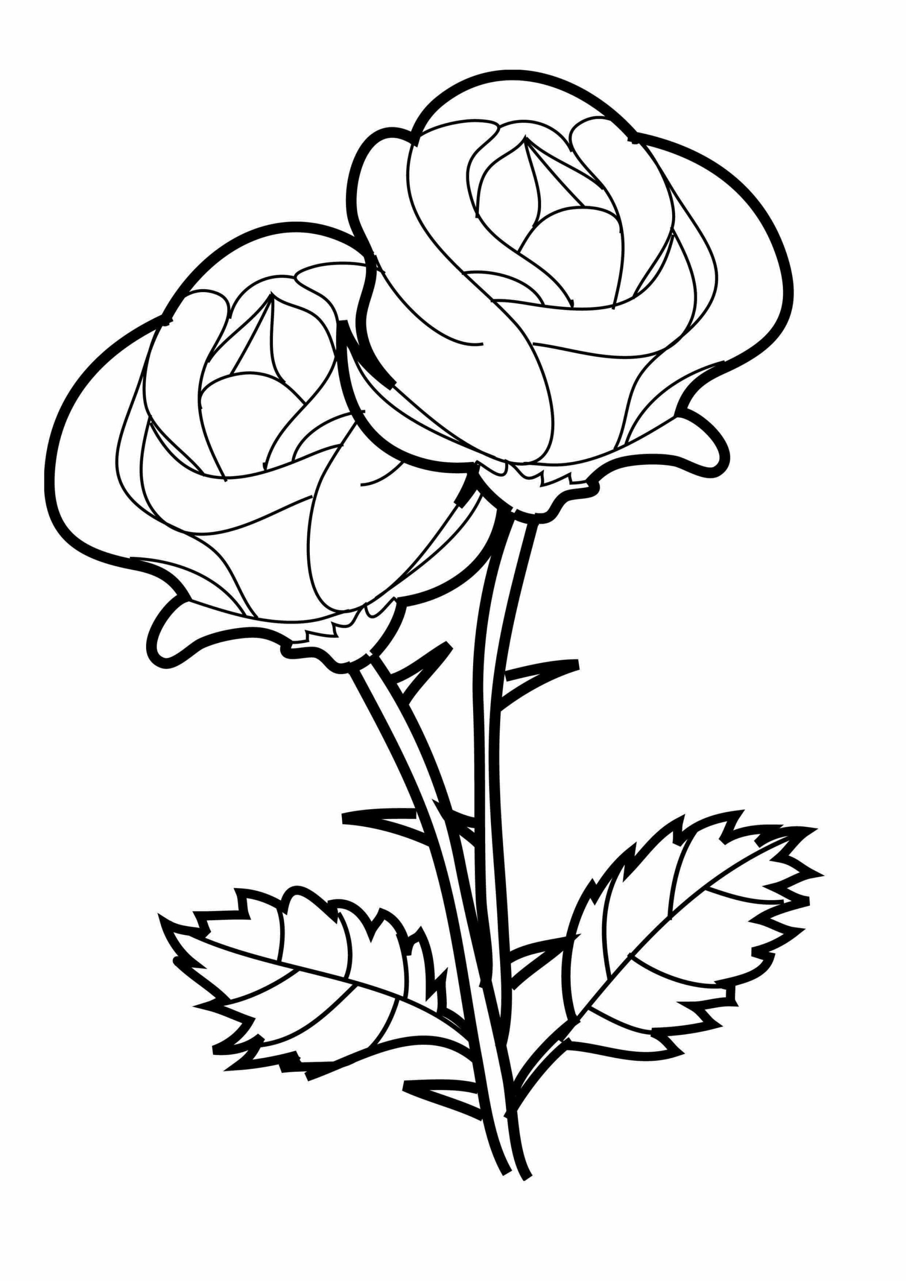 Two attractive roses coloring page