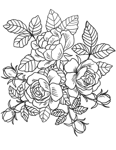 Roses coloring pages printable for free download