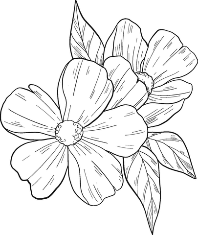 Spring flower coloring page free printable coloring pages