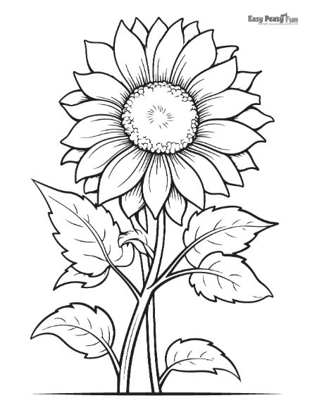 Printable sunflower coloring pages â sheets