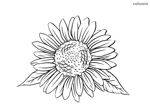 Sunflowers coloring pages free printable sunflower coloring sheets