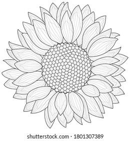 Sunflower coloring page images stock photos d objects vectors