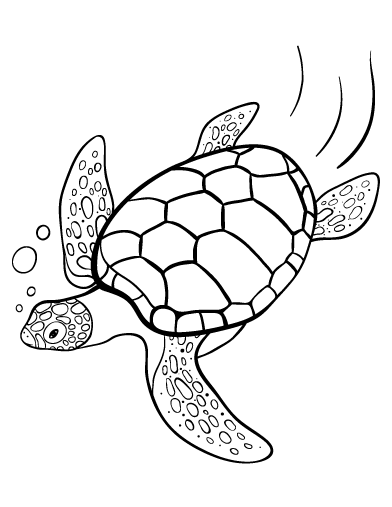 Free turtle coloring page