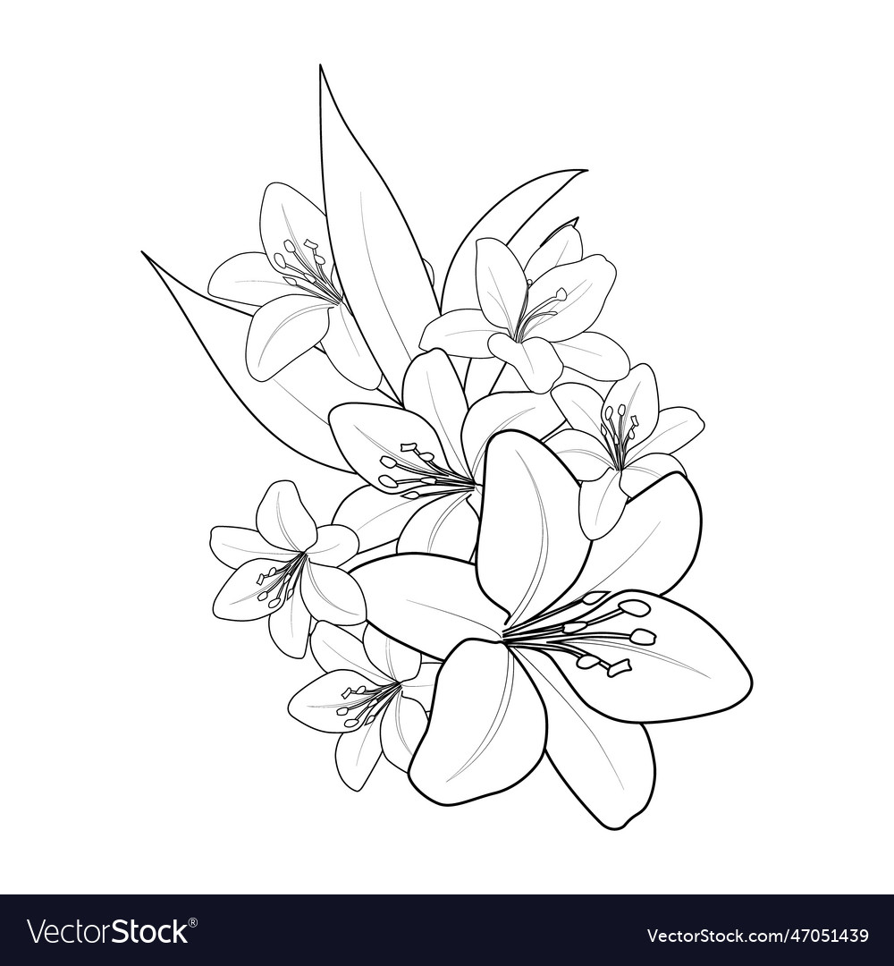 Outline lily tattoo design flower coloring page vector image