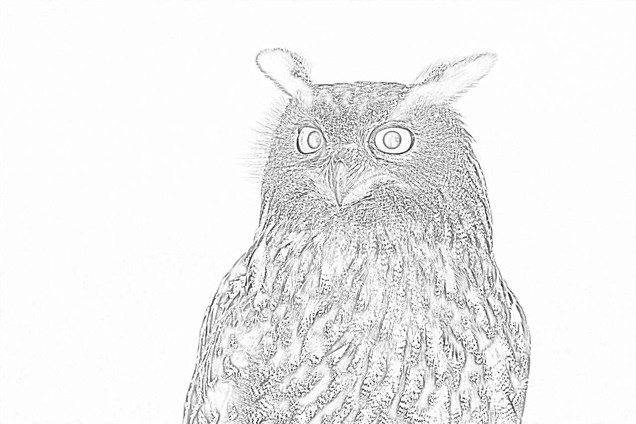 Free owl coloring page coloring pages mimi panda