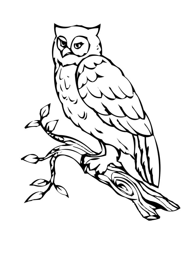 Owl shape