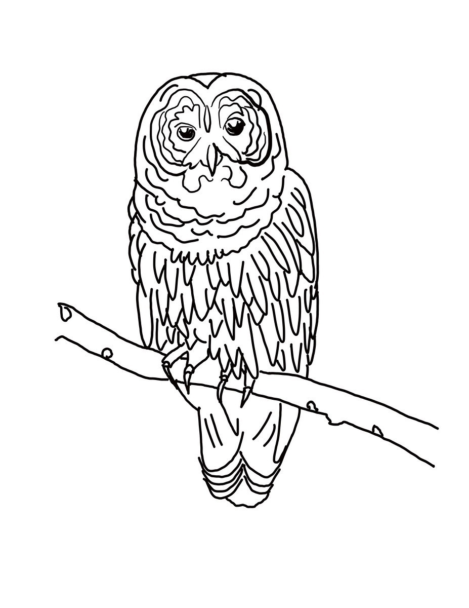 Free printable owl coloring pages for kids