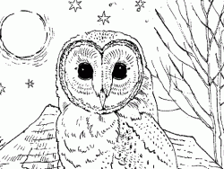 Owl colouring pages