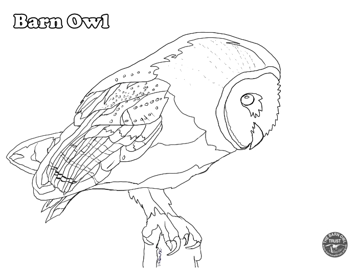 Owl colouring pages