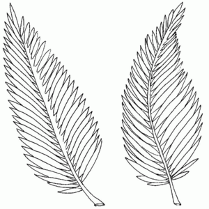 Palm leaf coloring pages printable for free download