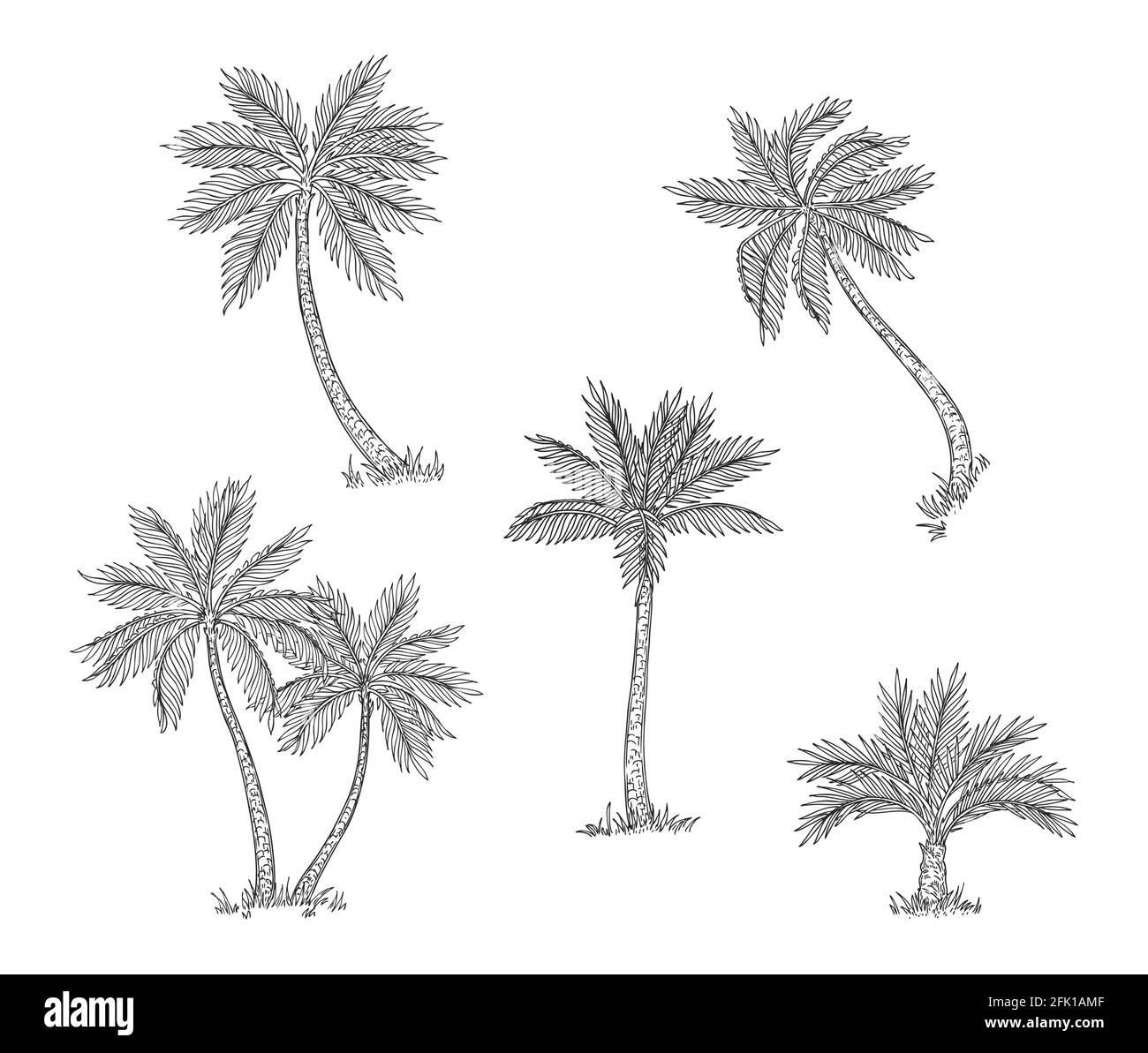 Botanical engraving palm tree black and white stock photos images