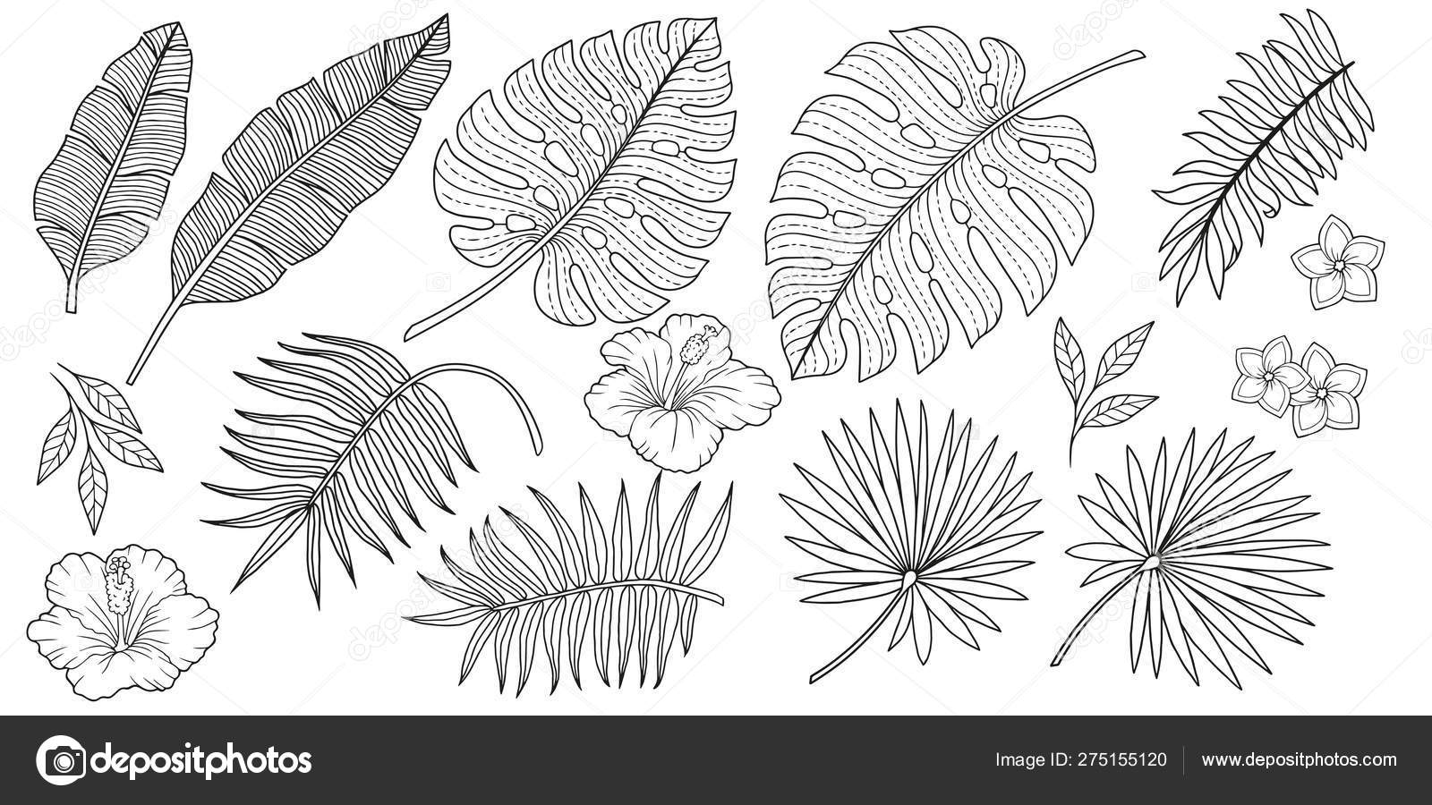 Coloring set different tropical plants banana leaves palm trees flower stock vector by natasha