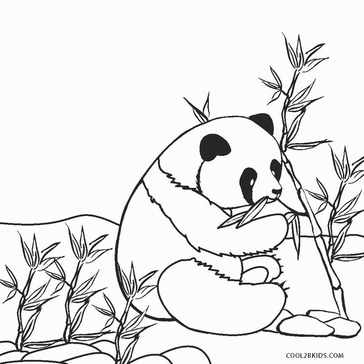 Coloring pages coolbkids panda coloring pages animal coloring pages bear coloring pages