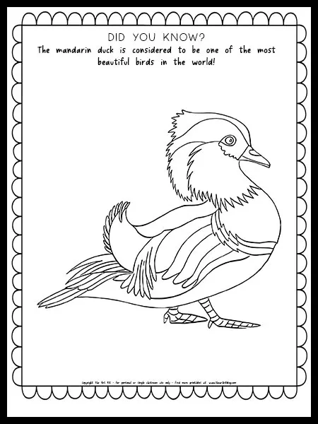 Mandarin duck coloring page with fun fact free printable â the art kit