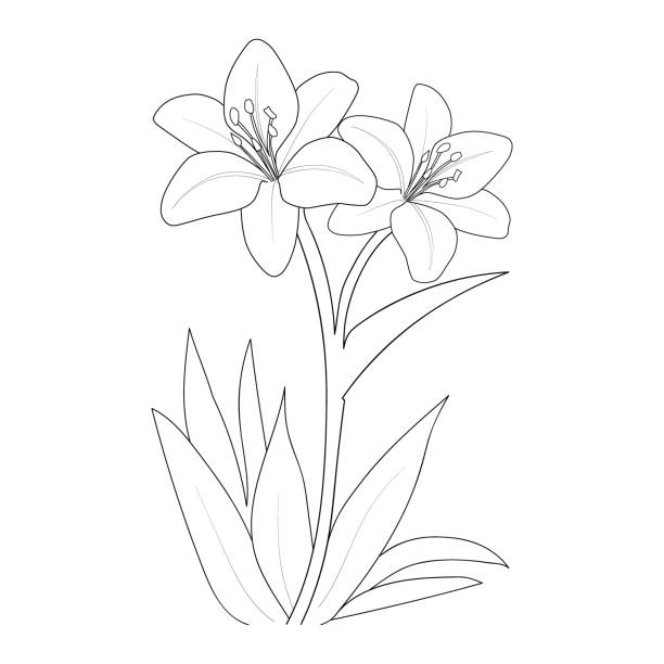 White lily stock illustrations royalty