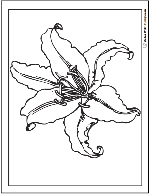 Lily coloring pages â fun interactive notebook pdf printables