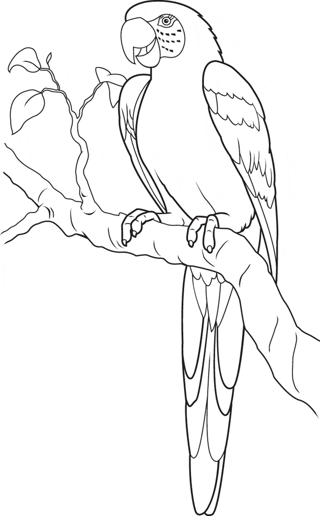 Parrot coloring page