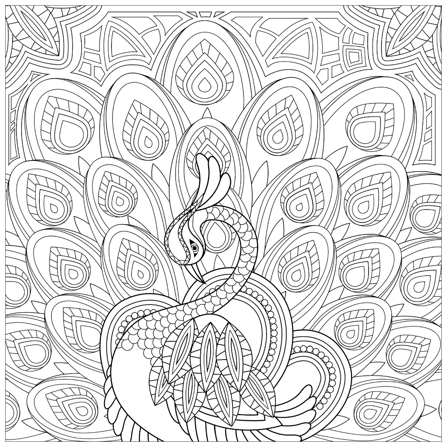 Peacock coloring pages for kids