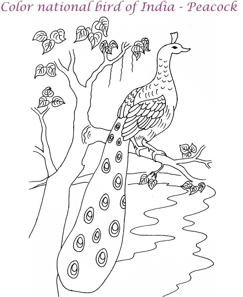 Peacock printable coloring page for kids