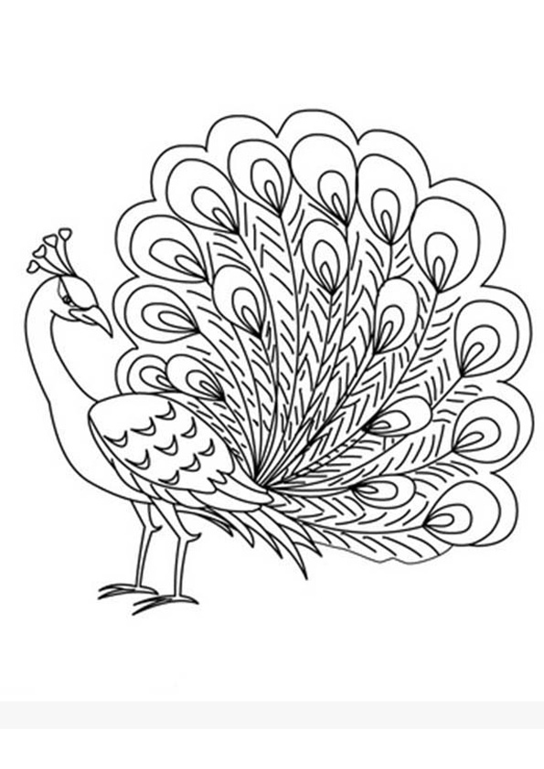 Coloring pages peacock coloring pages free for kids