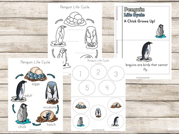 Penguin life cycle worksheets