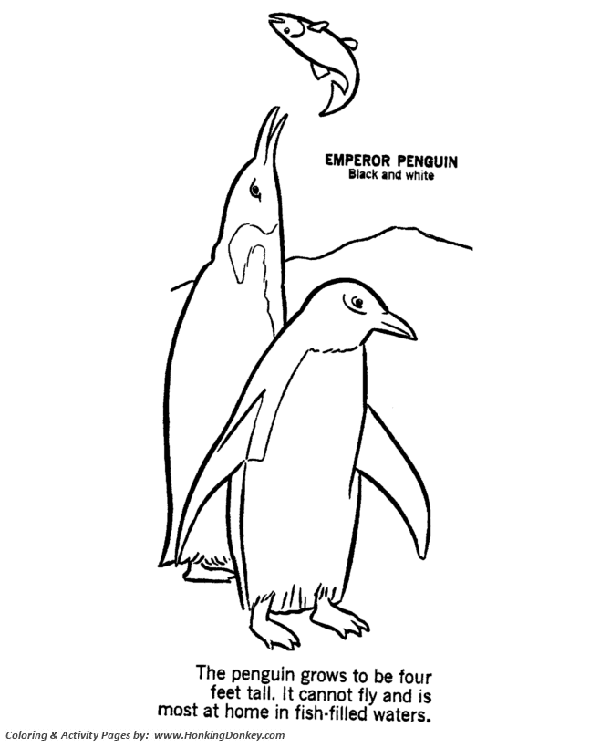 Wild animal coloring pages penguin coloring page and kids activity sheet