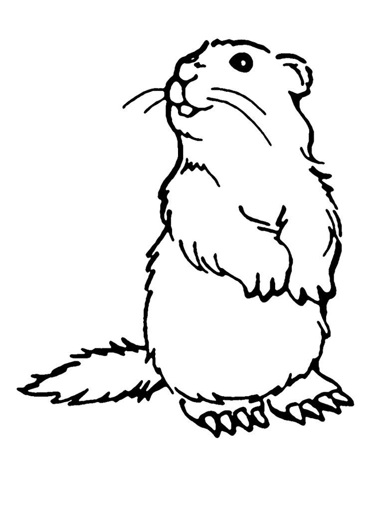 Groundhog coloring pages