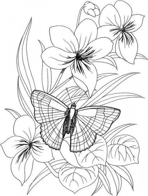 Butterfly flower coloring pages butterfly coloring page printable flower coloring pages flower coloring pages