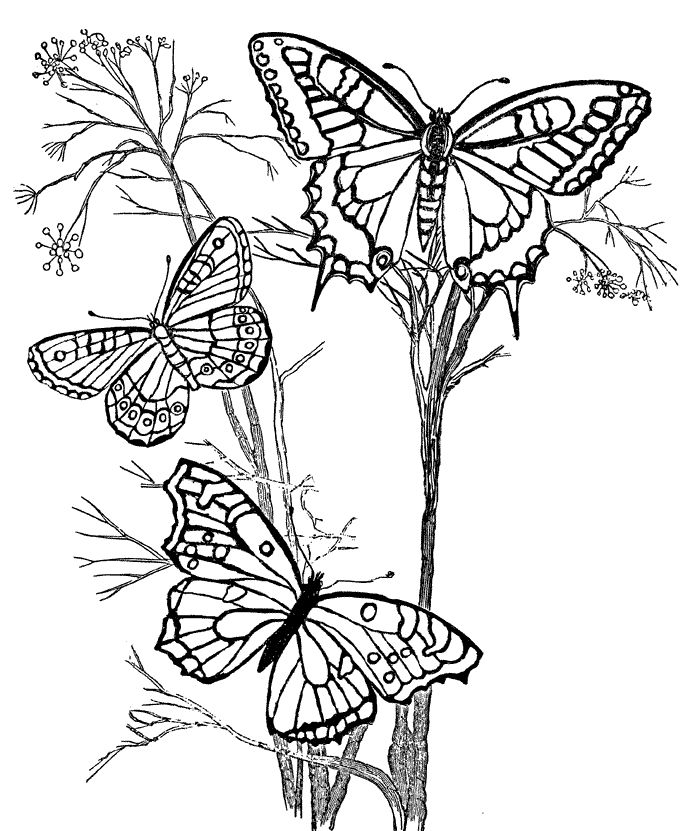 Butterfly coloring pages flower coloring pages butterfly coloring page coloring pages nature