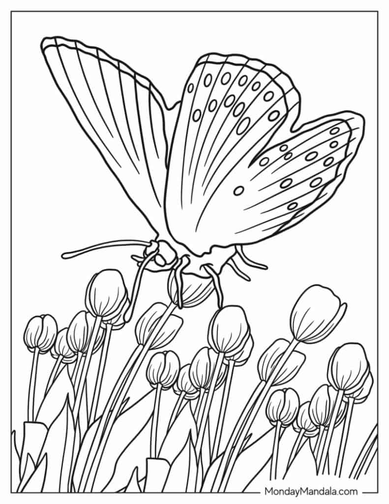 Butterfly coloring pages free pdf printables