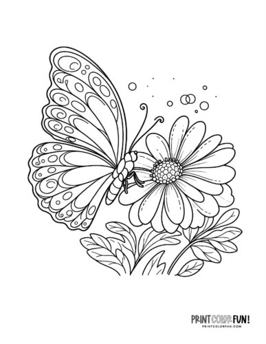 Butterfly coloring pages clipart collection with both easy plex designs at