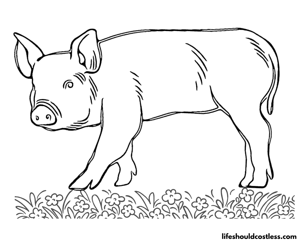Pig coloring pages free printable pdf templates