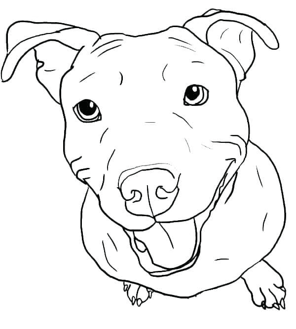 Pitbull coloring pages printable for free download