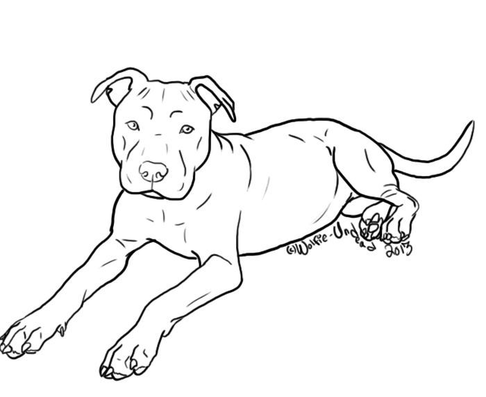 Pitbull coloring pages pdf