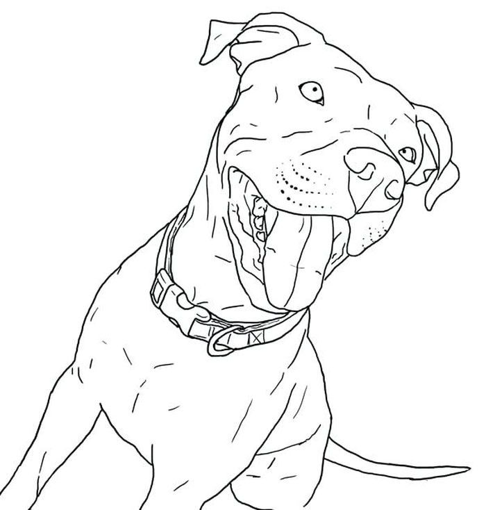 Pitbull coloring pages pdf