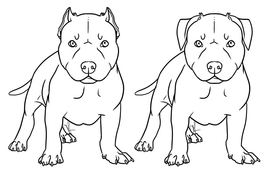 Pitbull coloring pages