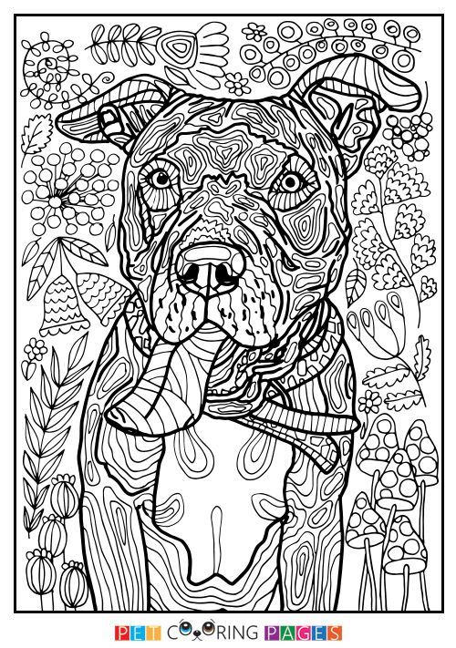 Free printable american pit bull terrier coloring page tera available for download simple and detailed versions â coloriage chien coloriage coloriage mandala