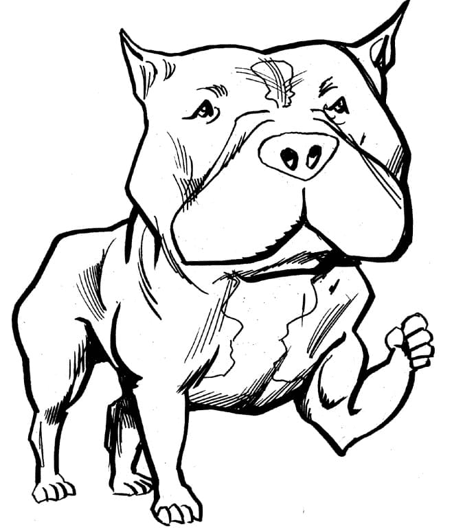 Pitbull coloring pages printable for free download