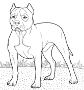 Pitbull coloring pages free coloring pages