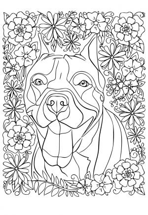 Free printable pitbull coloring pages for adults and kids