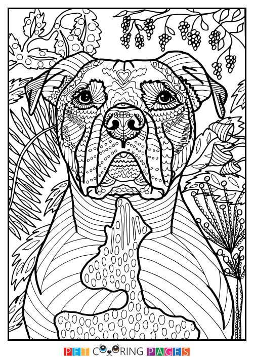 Free printable american pit bull terrier coloring page available for download simple and detailed veâ dog coloring book dog coloring page animal coloring pages