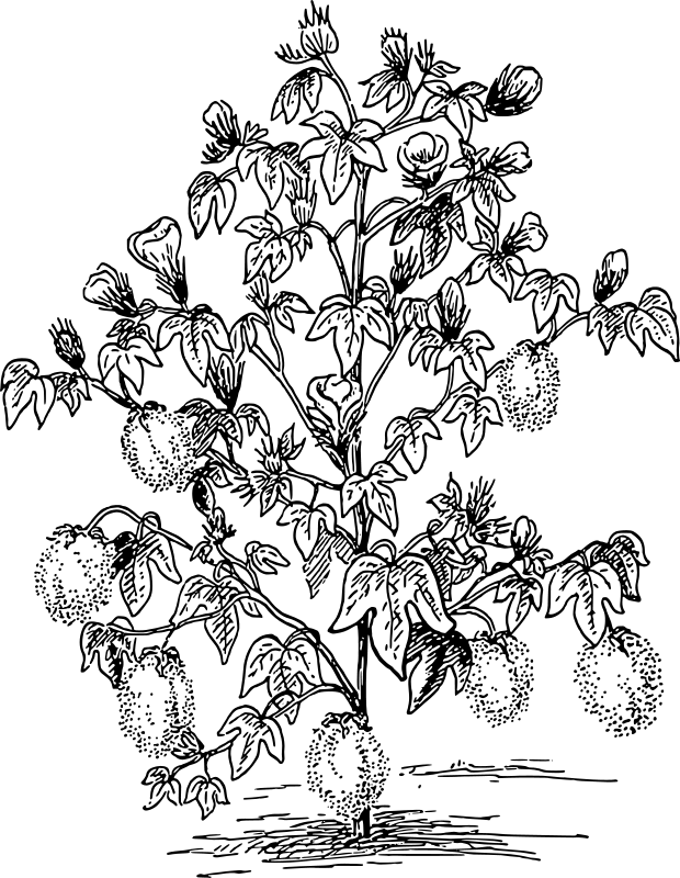 Plants coloring pages printable for free download