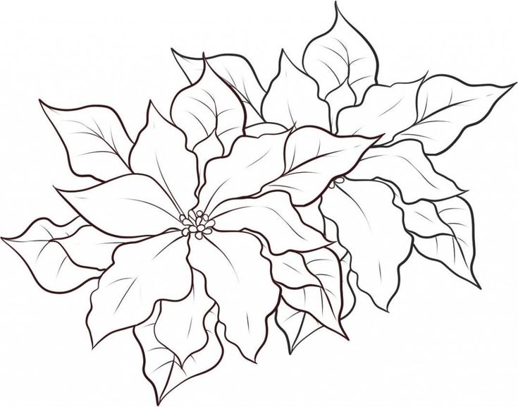 Festive fun for kids printable poinsettia coloring pages