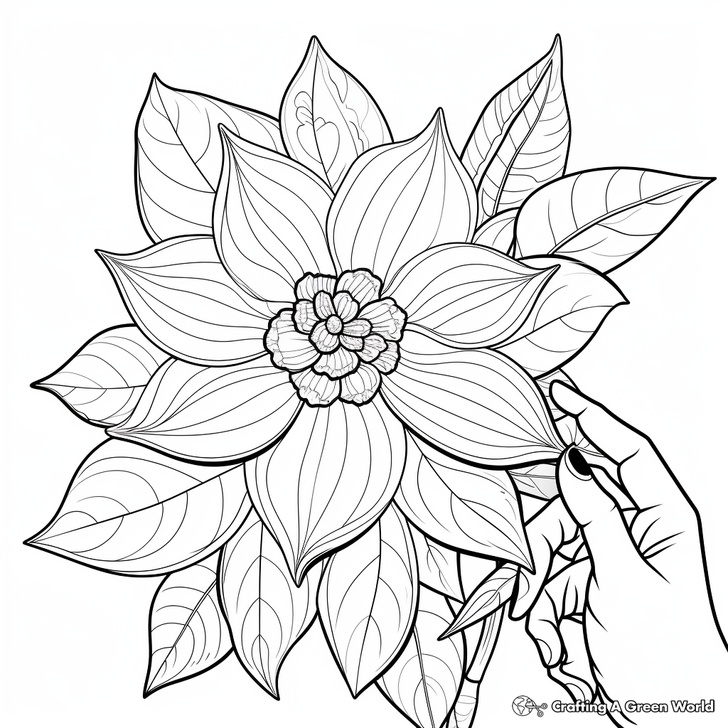 Pointsetta coloring pages