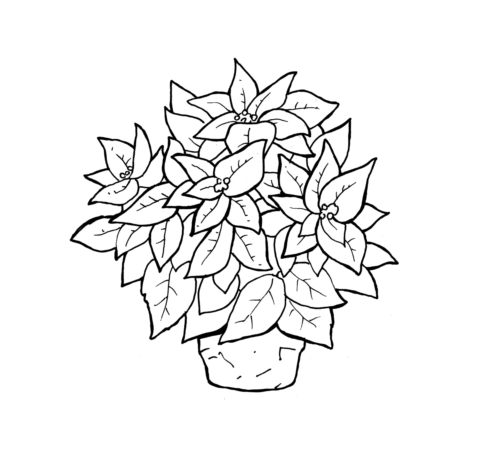 Free printable poinsettia coloring pages for kids