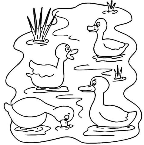 Pond animals coloring page from ducks category select from printable crafts of cartoons nature animaâ animal coloring pages pond animals coloring pages