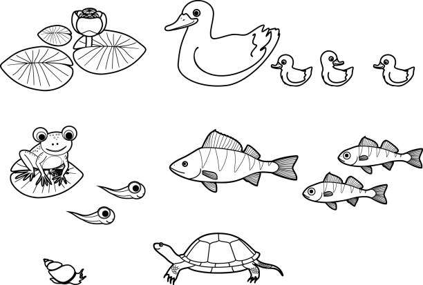 Coloring page with set of pond cartoon inhabitants duck with ducklings frog and tadpoles fishes turtle snail stock illustration